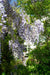 Wisteria Wisteria Sinensis 'Caroline'