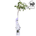 Wisteria Wisteria Sinensis 'Caroline'