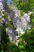 Wisteria Wisteria Sinensis 'Caroline' Sæt Med 2 Stk