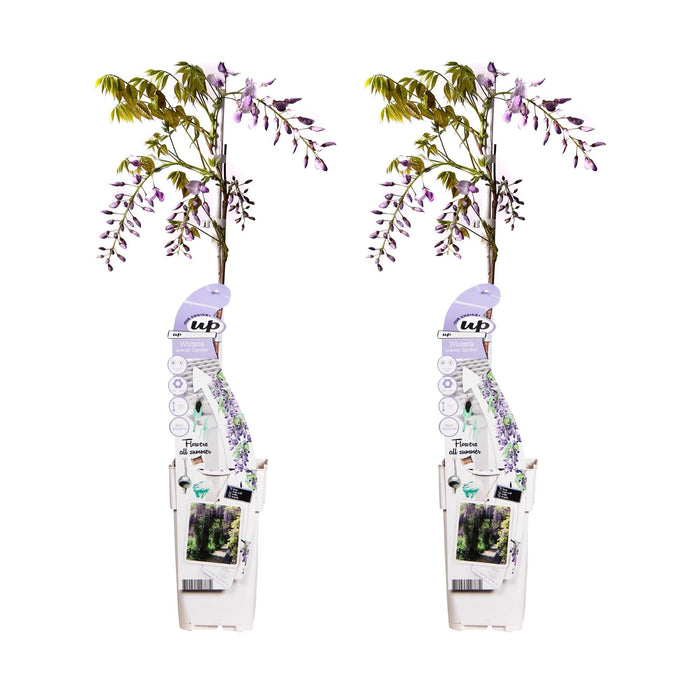 Wisteria Wisteria Sinensis 'Caroline' Sæt Med 2 Stk