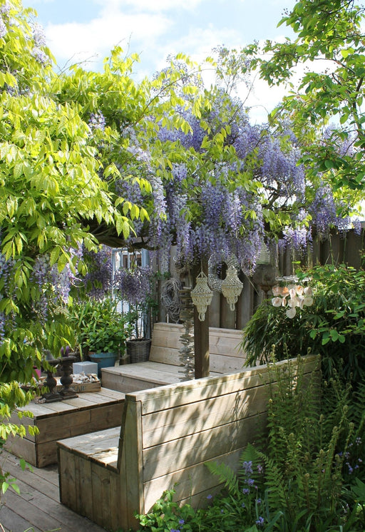 Wisteria Wisteria Sinensis 'Caroline' Sæt Med 2 Stk