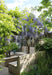 Wisteria Wisteria Sinensis 'Caroline' Sæt Med 2 Stk