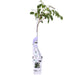 Wisteria Wisteria Sinensis 'Caroline'