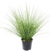 Kunstgræs Miscanthus Zebrinus 45Cm Grøn Gul