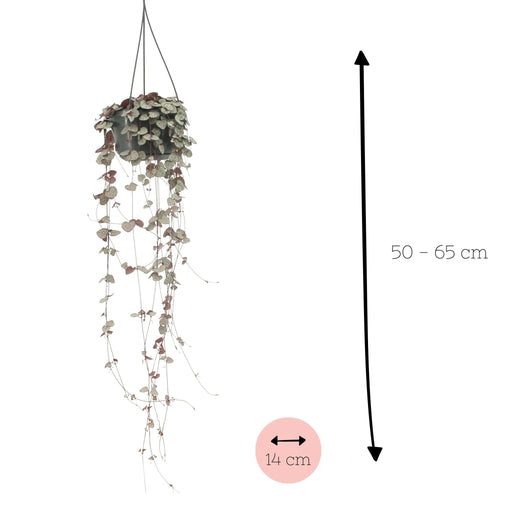 Stor Ceropegia Woodii - Hjertestreng