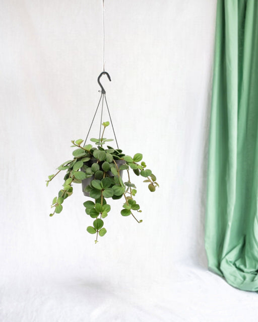 Stort Peperomia-Håb