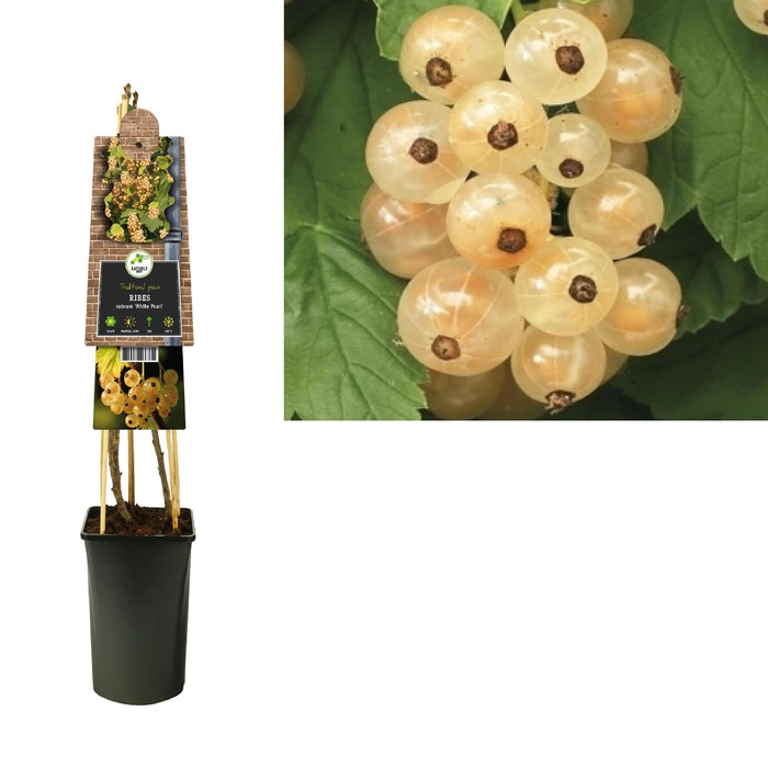 Hvid Stikkelsbær D17Cm H75Cm
