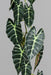 Kunstig Alocasia-Guirlande 120 Cm Grøn