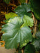Kunstig Vine Garland 34 Blade 118Cm Grøn