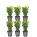 Hedge Buxus Sempervirens X6