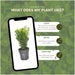 Hedge Buxus Sempervirens X6