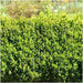 Hedge Buxus Sempervirens X6