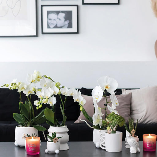 Happy Mug - Hvid Keramisk Plantekasse