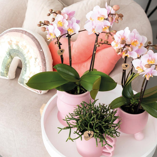 Happy Pink Krus - Keramisk Urtepotte