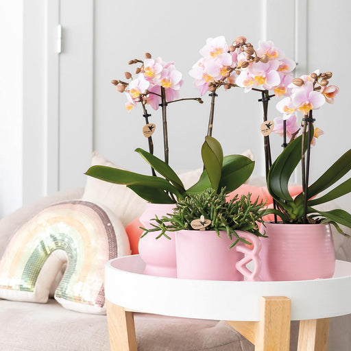 Happy Pink Krus - Keramisk Urtepotte