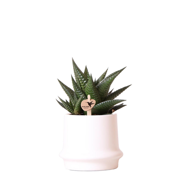 Haworthia Limifolia Og Dens Hvide Plantepotte