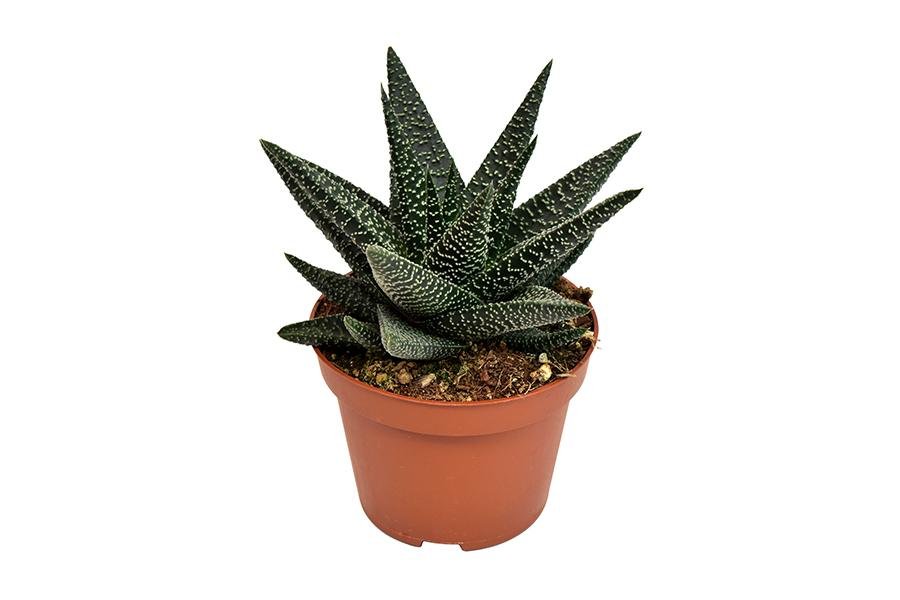 Haworthia Royal Highness H17Cm - Indendørs Sukkulentplante