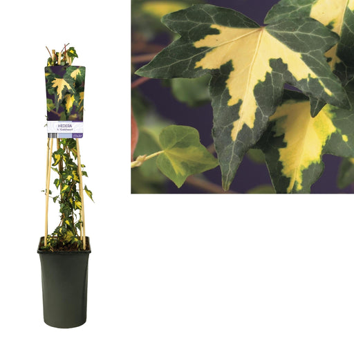 Hedera H. 'Goldheart' +Light Label - Ø17Cm - ↕75Cm