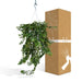 Hedera Lierra Faldende H70Cm