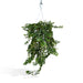Hedera Lierra Faldende H70Cm