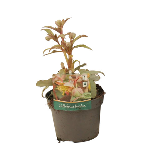 Hellebore De Stern - Balkonblomstrende Plante