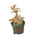 Hellebore De Stern - Balkonblomstrende Plante