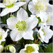 Helleborus Niger 'Christmas Carol' - Parti På 12