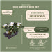Helleborus Niger 'Christmas Carol' - Parti På 12