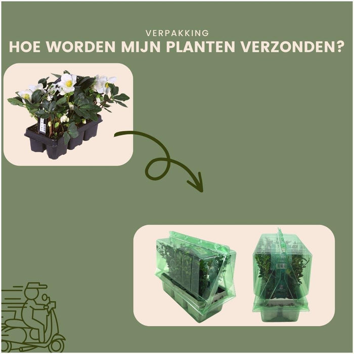 Helleborus Niger 'Christmas Carol' - Parti På 12