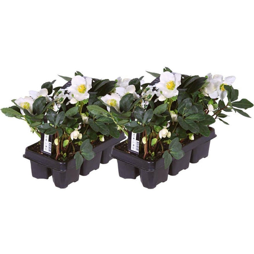 Helleborus Niger 'Christmas Carol' - Parti På 12