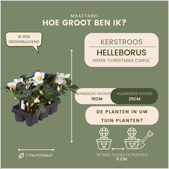 Helleborus Niger 'Christmas Carol' - Lot På 24