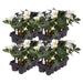 Helleborus Niger 'Christmas Carol' - Lot På 24