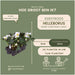Helleborus Niger 'Christmas Carol' - Lot På 48