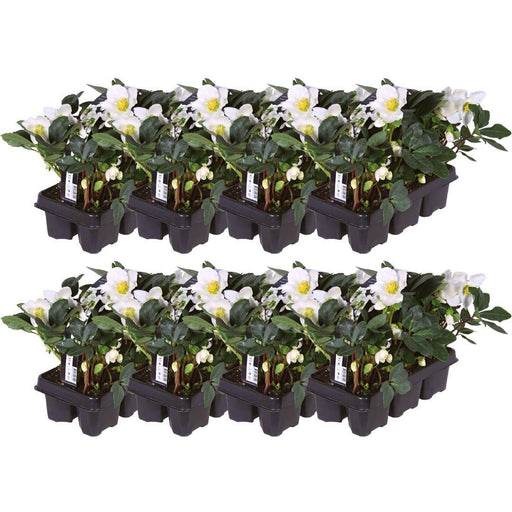 Helleborus Niger 'Christmas Carol' - Lot På 48