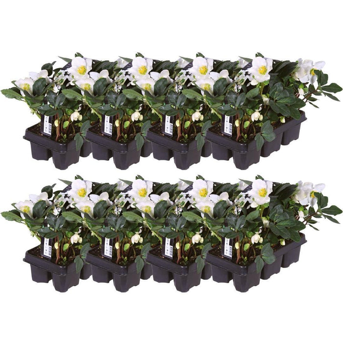 Helleborus Niger 'Christmas Carol' - Lot På 48