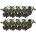 Helleborus Niger 'Christmas Carol' - Lot På 48