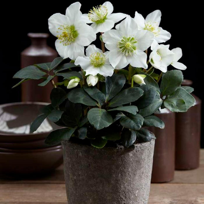 Helleborus Niger 'Christmas Carol' - Sæt Med 6