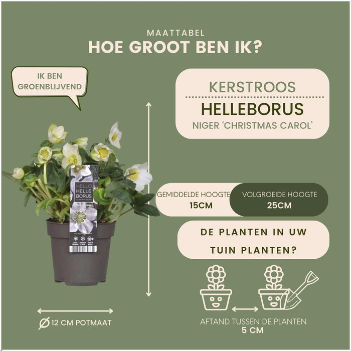 Helleborus Niger 'Christmas Carol' - Sæt Med 6