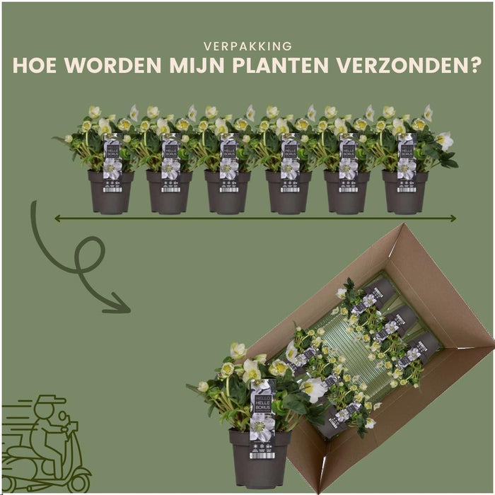 Helleborus Niger 'Christmas Carol' - Sæt Med 6