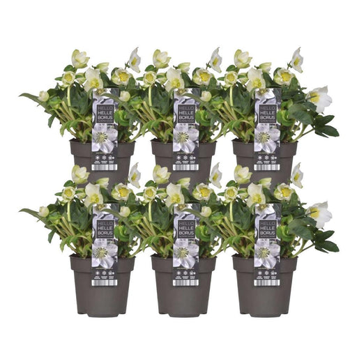 Helleborus Niger 'Christmas Carol' - Sæt Med 6