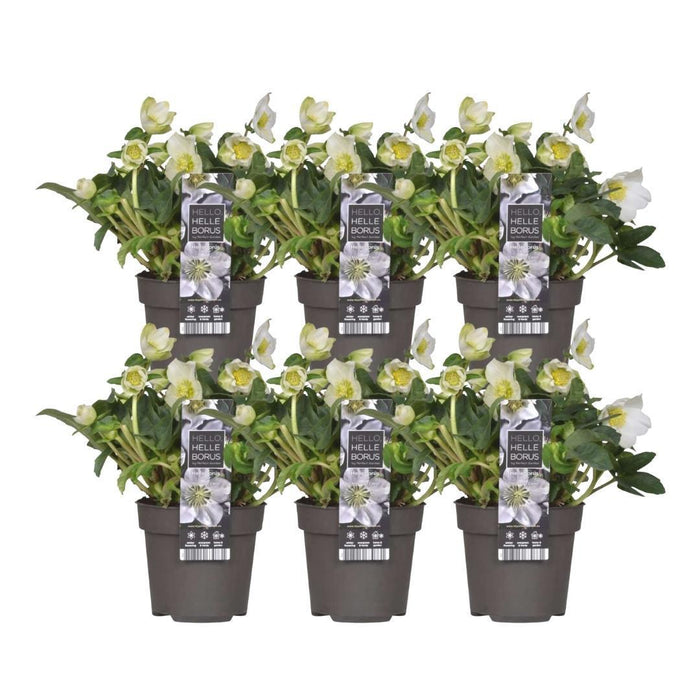 Helleborus Niger 'Christmas Carol' - Sæt Med 6