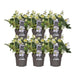Helleborus Niger 'Christmas Carol' - Sæt Med 6