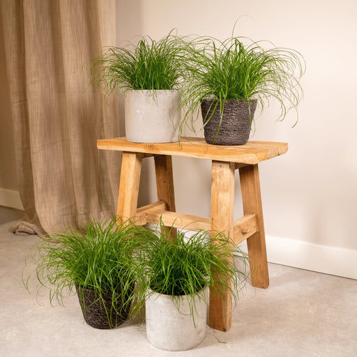 Catnip - Sæt Med 4 Planter - Gaveæske