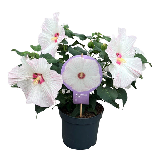 Hibiscus Xxl White - Udendørs Blomstrende Plante