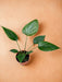 Homalomena Rubescens Sort