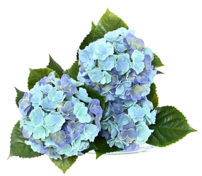 Kunstig Hortensia 3 Hoveder UV-Resistent H.45Cm Blå
