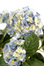 Kunstig Hortensia 5 Hoveder Blå 50 Cm På Bål