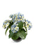 Kunstig Hortensia 5 Hoveder Blå 50 Cm På Bål