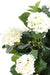 Kunstig Hortensia 80Cm Hvide Blomster Til Indendørs