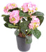 Kunstig Pink Hortensia-Syning Høj 40 Cm